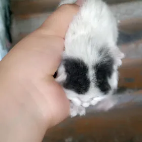 pişik