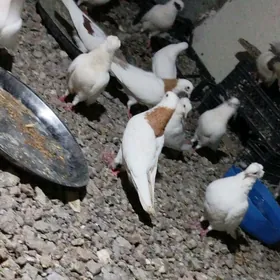 kepderi