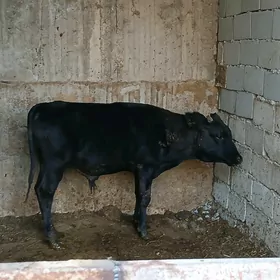 bakjaga öküz