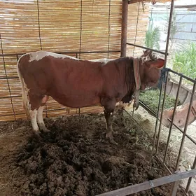 öküz