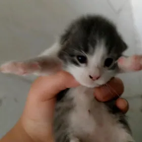 Pişik