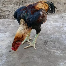 хораз