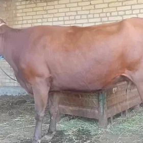 Burlat ýetik .