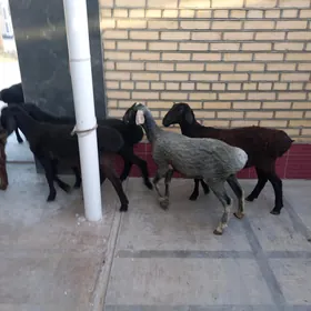 гисар гоюнлар