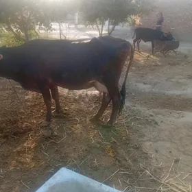 sygyr