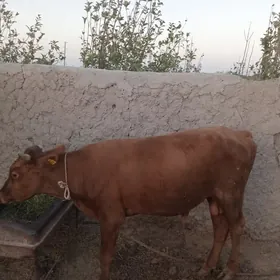 öküz