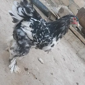 mramyr horaz