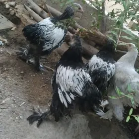 brama silver