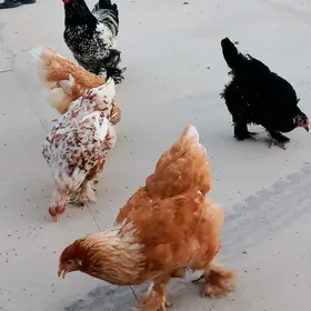 Brama