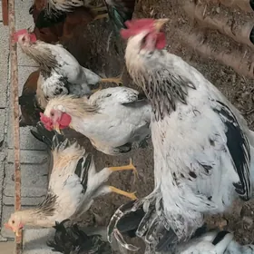 Guşlar
