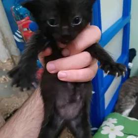 шотландский котенок