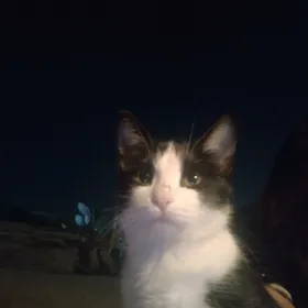 Pişik caga