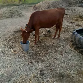 gulajyn