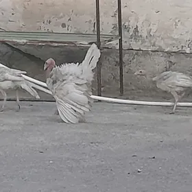 induk juyje
