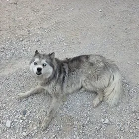 HASKI