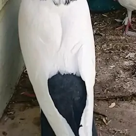 kepderi