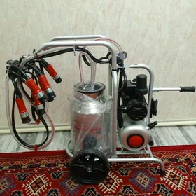 sygyr sagyan