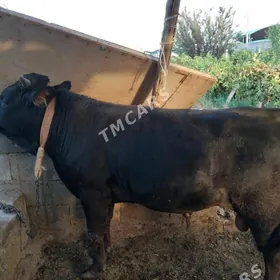 Öküz