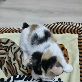 котенок