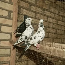 kepderi