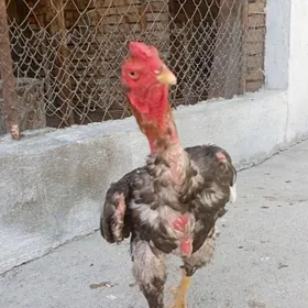 Taşkent horaz