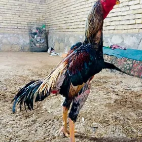 horaz