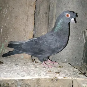 Kepderi