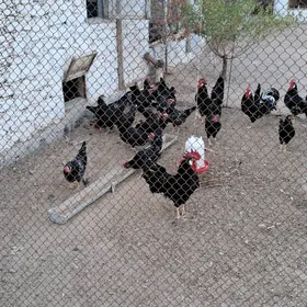 Леггорн мраморный