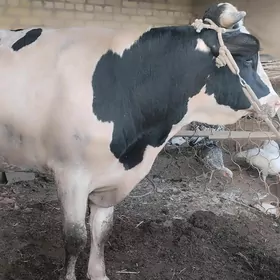gigant beyik okuz