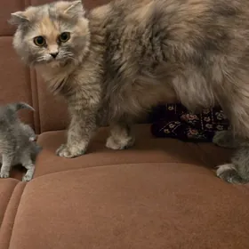 scottish fold