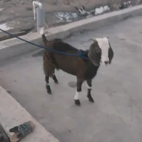 Pakistan Geci