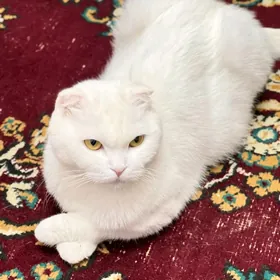 шотландка кошечка