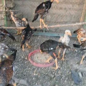 Байсы жуйже май айнда чыкан