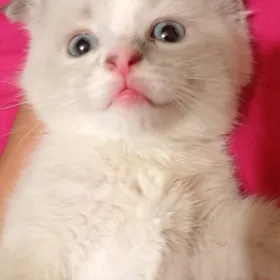 pişik Котята