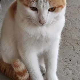 котенок