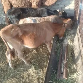 3sany tana