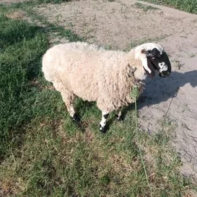 Koç