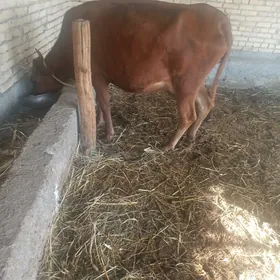 Saglyk sygyr