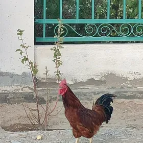 Horaz