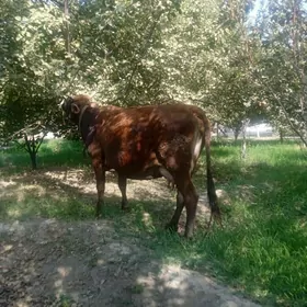 şiwes sygyr