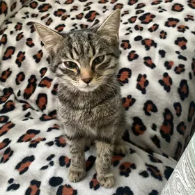 КОТЕНОК ‍