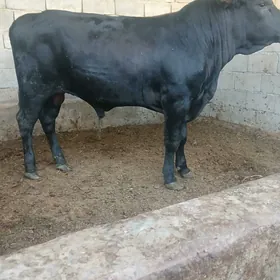 öküz