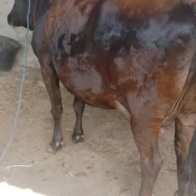 sygyr goleli