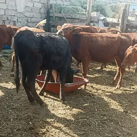 öküzçe tüwe öküz göle