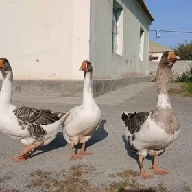horoz