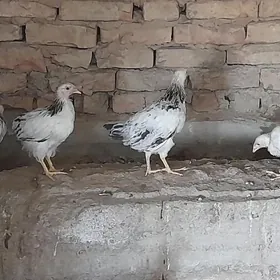 Adler towuk juje