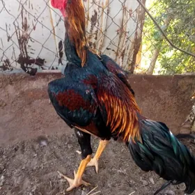 baysow