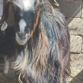 Geci