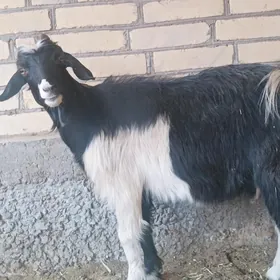 geci