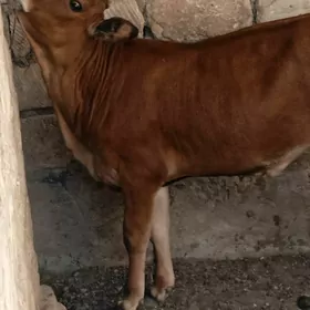 gaçar